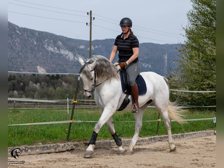 PRE Caballo castrado 10 años 167 cm Tordo in Solothurn