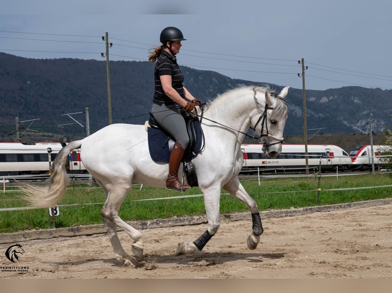 PRE Caballo castrado 10 años 167 cm Tordo in Solothurn