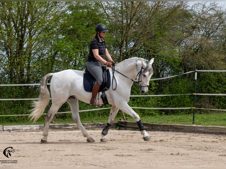 PRE Caballo castrado 10 años 167 cm Tordo in Solothurn