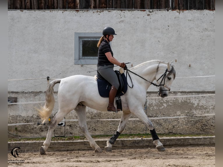 PRE Caballo castrado 10 años 167 cm Tordo in Solothurn