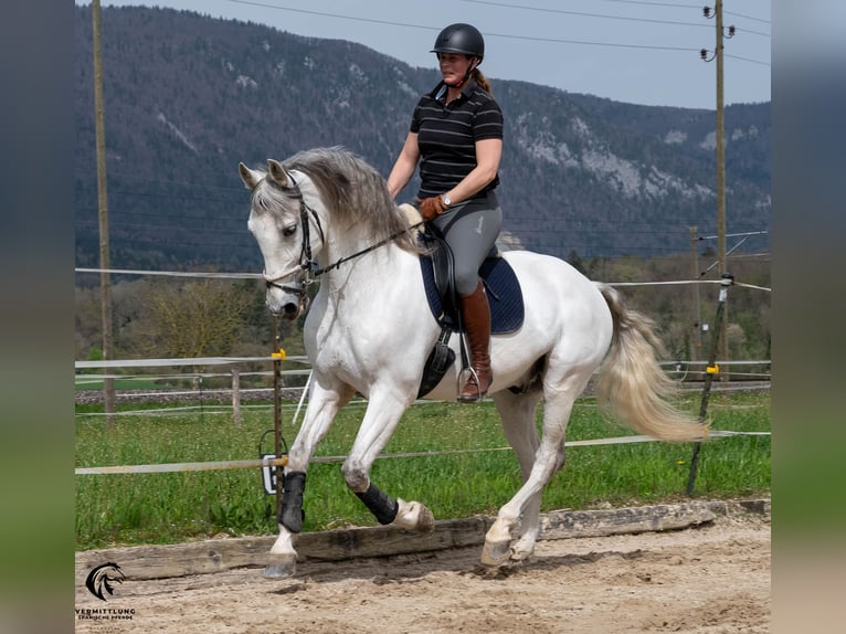 PRE Caballo castrado 10 años 167 cm Tordo in Solothurn