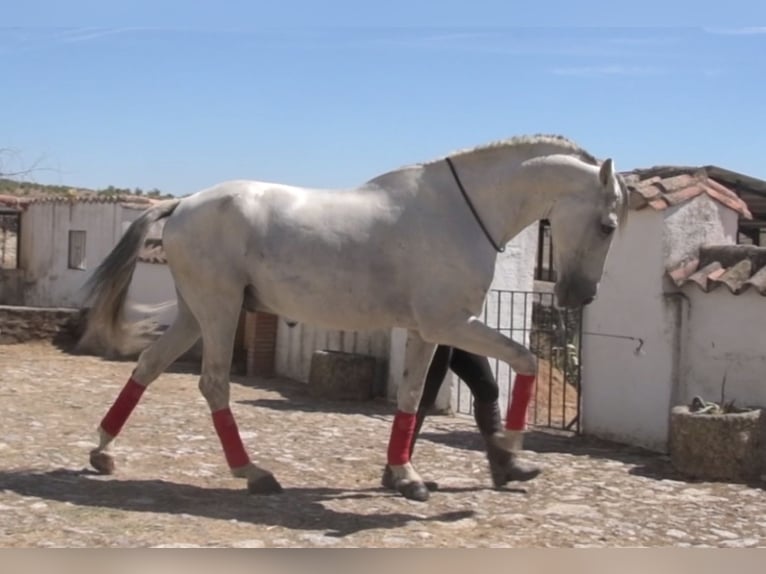 PRE Mestizo Caballo castrado 10 años 167 cm Tordo in Extremadura