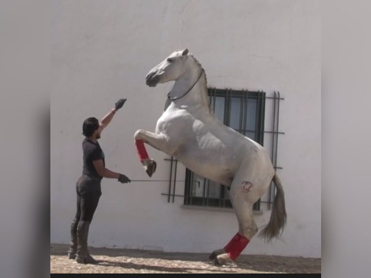 PRE Mestizo Caballo castrado 10 años 167 cm Tordo in Extremadura