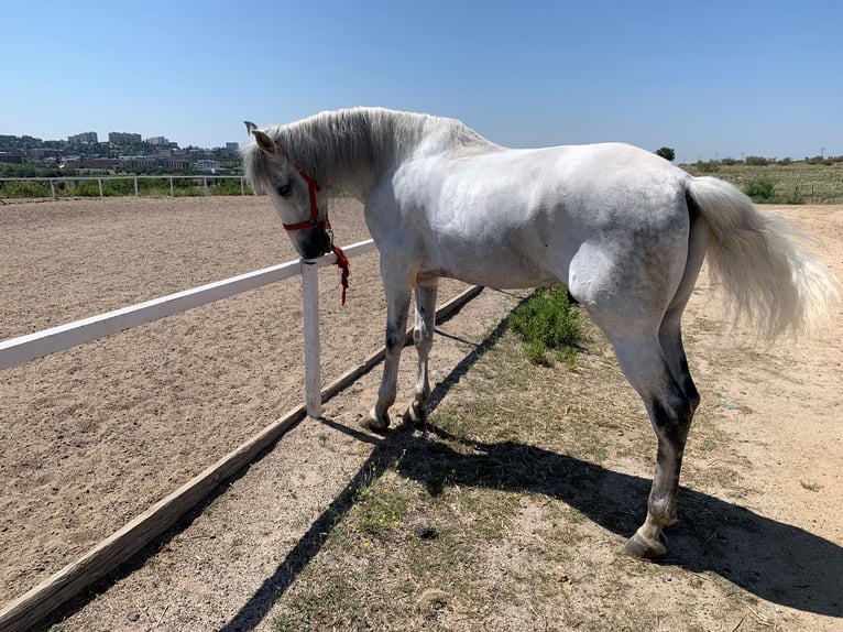 PRE Mestizo Caballo castrado 10 años 167 cm Tordo in Madrid
