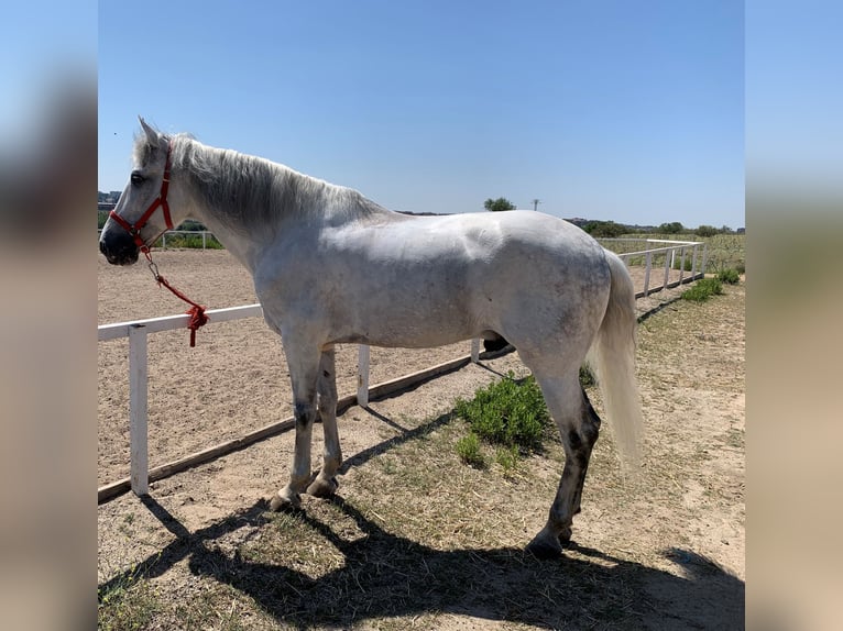 PRE Mestizo Caballo castrado 10 años 167 cm Tordo in Madrid