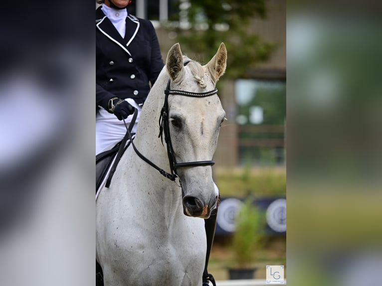 PRE Mestizo Caballo castrado 10 años 168 cm Tordo picazo in vernantes