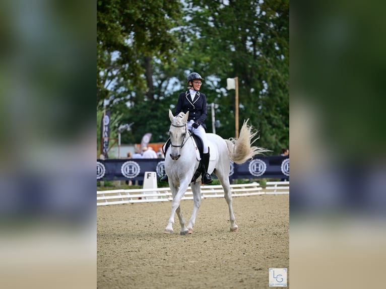 PRE Mestizo Caballo castrado 10 años 168 cm Tordo picazo in vernantes