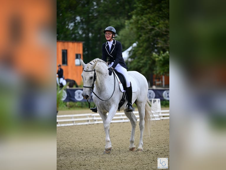 PRE Mestizo Caballo castrado 10 años 168 cm Tordo picazo in vernantes