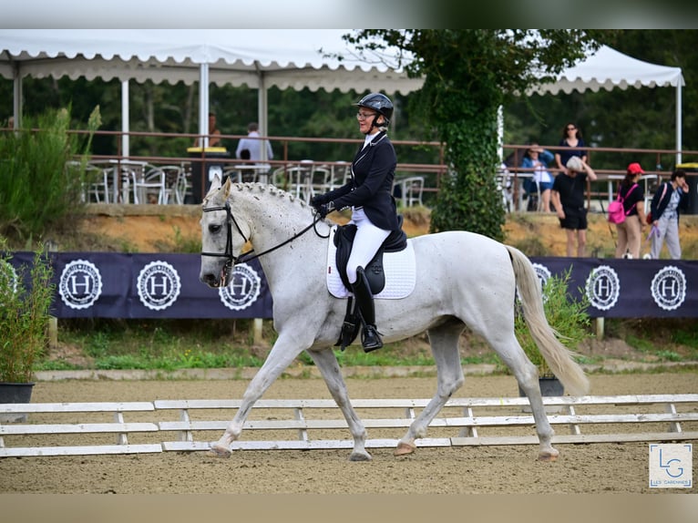 PRE Mestizo Caballo castrado 10 años 168 cm Tordo picazo in vernantes