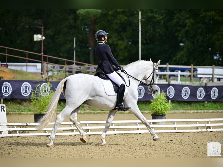 PRE Mestizo Caballo castrado 10 años 168 cm Tordo picazo in vernantes