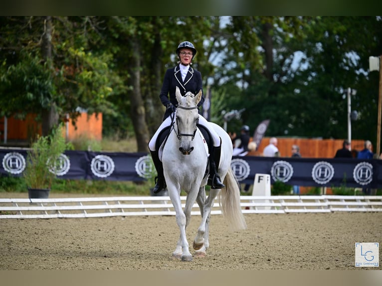 PRE Mestizo Caballo castrado 10 años 168 cm Tordo picazo in vernantes