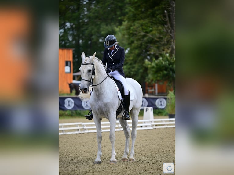 PRE Mestizo Caballo castrado 10 años 168 cm Tordo picazo in vernantes