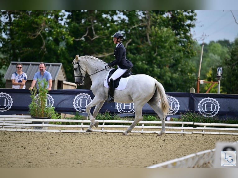 PRE Mestizo Caballo castrado 10 años 168 cm Tordo picazo in vernantes