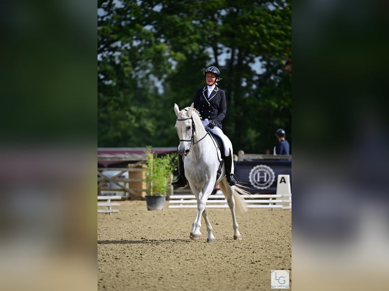 PRE Mestizo Caballo castrado 10 años 168 cm Tordo picazo in vernantes