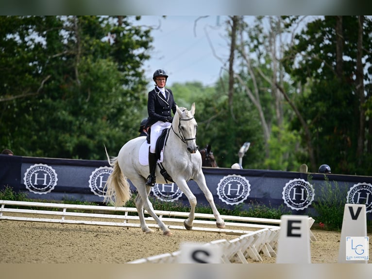 PRE Mestizo Caballo castrado 10 años 168 cm Tordo picazo in vernantes