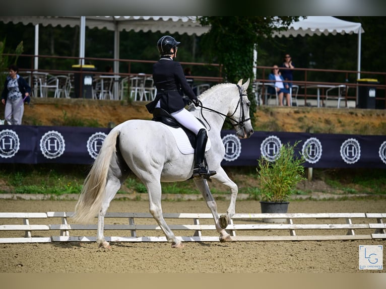 PRE Mestizo Caballo castrado 10 años 168 cm Tordo picazo in vernantes