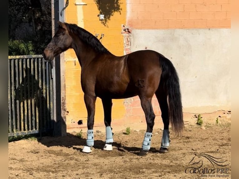 PRE Caballo castrado 10 años 170 cm Castaño in Barcelona