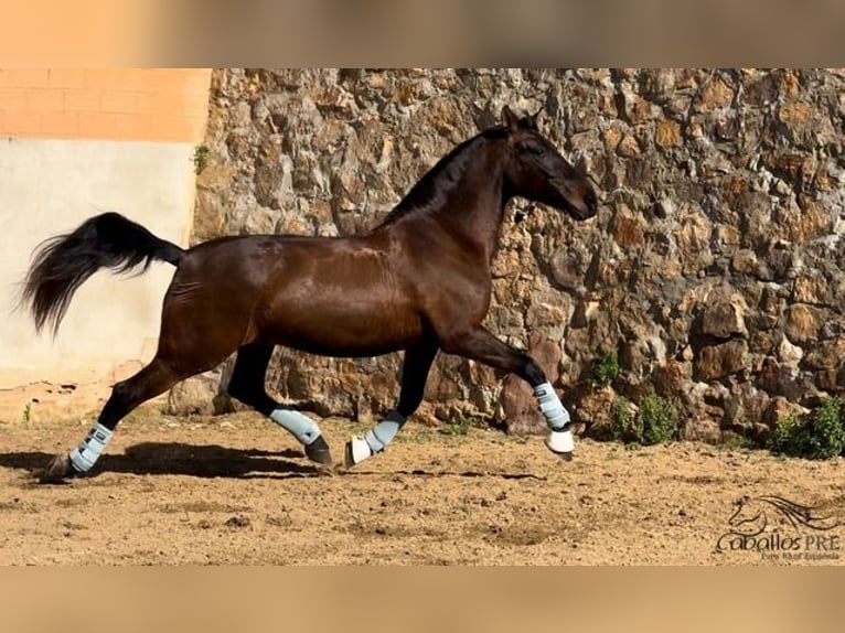 PRE Caballo castrado 10 años 170 cm Castaño in Barcelona