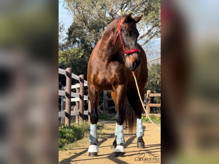 PRE Caballo castrado 10 años 170 cm Castaño in Barcelona