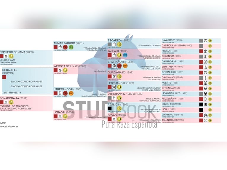 PRE Caballo castrado 10 años 170 cm Castaño claro in Albacete