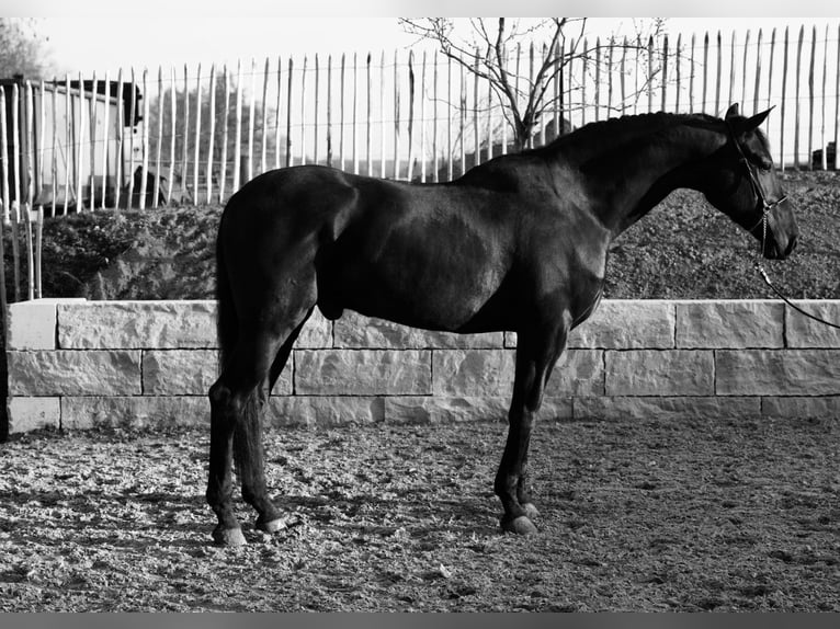 PRE Caballo castrado 10 años 170 cm Negro in Krumbach