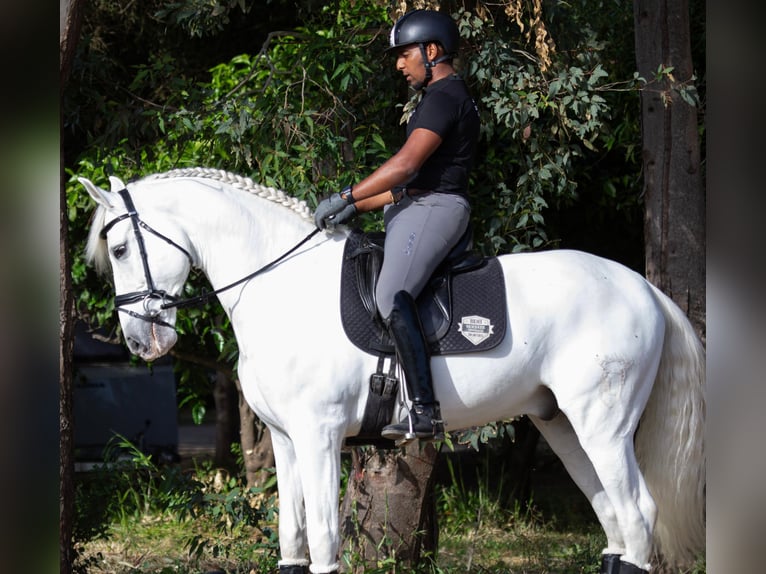 PRE Caballo castrado 10 años 170 cm Tordo in Los Barrios