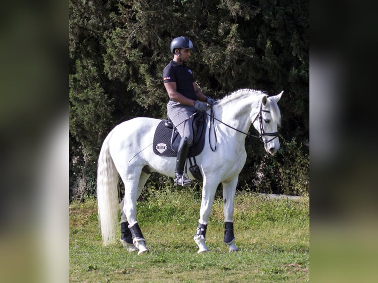 PRE Caballo castrado 10 años 170 cm Tordo in Los Barrios