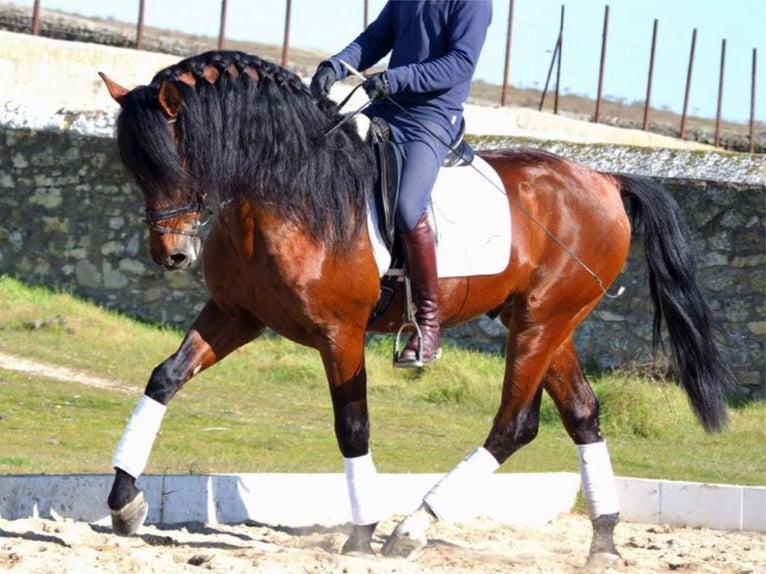 PRE Mestizo Caballo castrado 10 años 171 cm Castaño rojizo in NAVAS DEL MADRONO