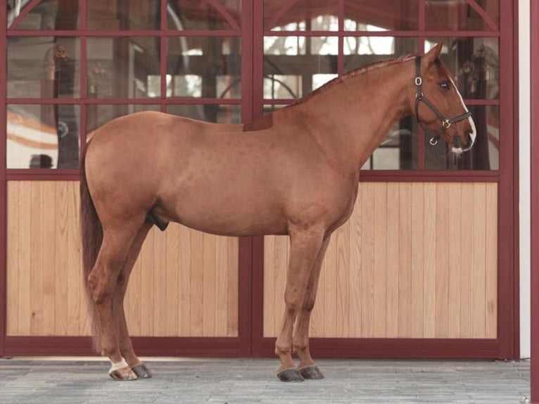 PRE Mestizo Caballo castrado 10 años 172 cm Alazán in Navas Del Madroño