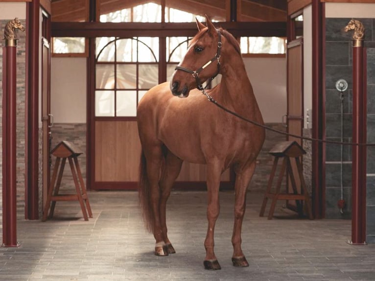 PRE Mestizo Caballo castrado 10 años 172 cm Alazán in Navas Del Madroño