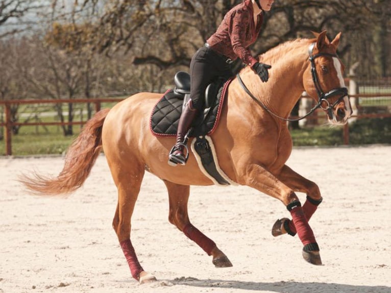 PRE Mestizo Caballo castrado 10 años 172 cm Alazán in Navas Del Madroño