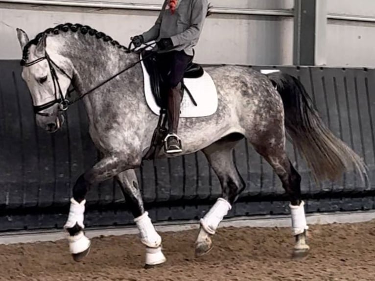 PRE Mestizo Caballo castrado 10 años 172 cm Tordo in Navas Del Madroño