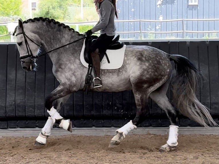 PRE Mestizo Caballo castrado 10 años 172 cm Tordo in Navas Del Madroño