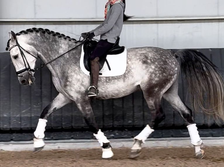 PRE Mestizo Caballo castrado 10 años 172 cm Tordo in Navas Del Madroño