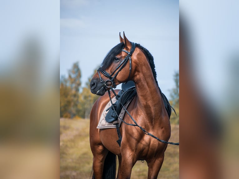 PRE Caballo castrado 10 años 173 cm Castaño rojizo in Porvoo