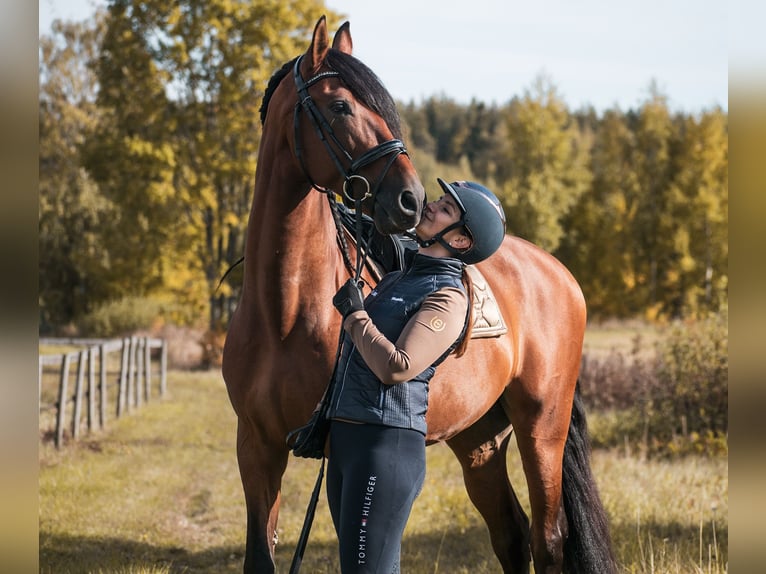 PRE Caballo castrado 10 años 173 cm Castaño rojizo in Porvoo