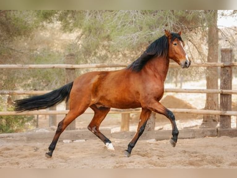 PRE Caballo castrado 10 años 174 cm Castaño in El Catllar