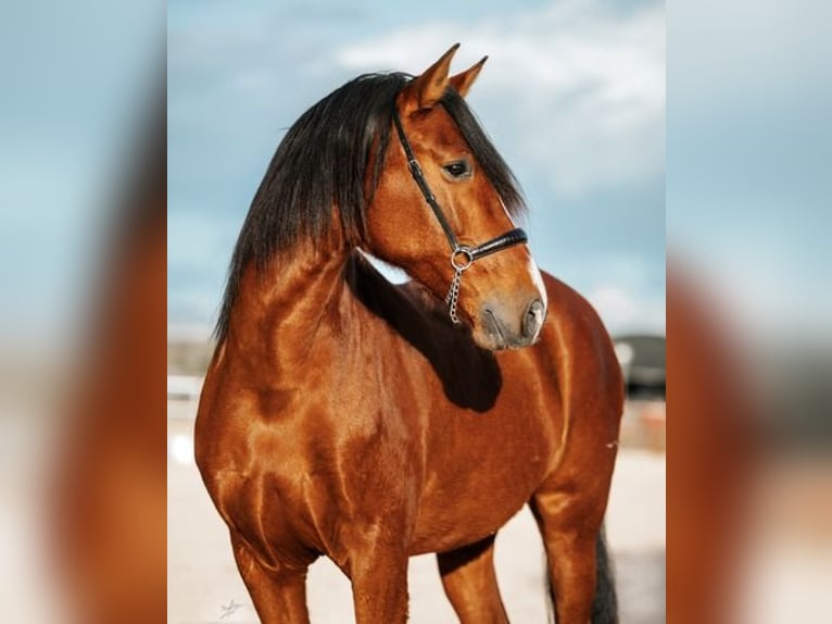 PRE Caballo castrado 10 años 174 cm Castaño in El Catllar