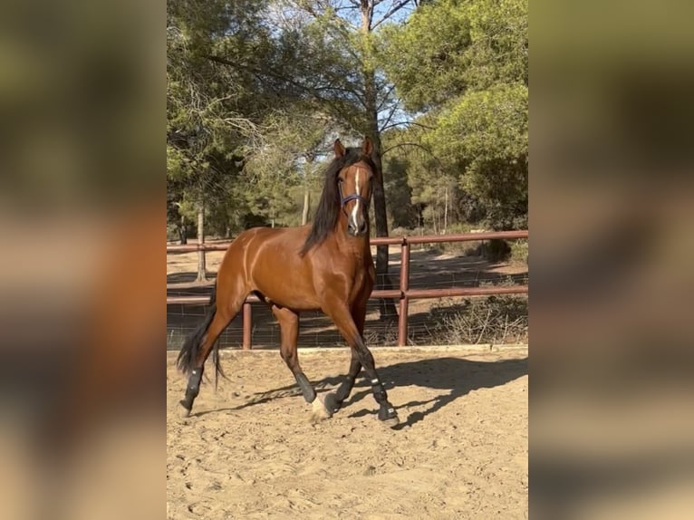 PRE Caballo castrado 10 años 174 cm Castaño in El Catllar