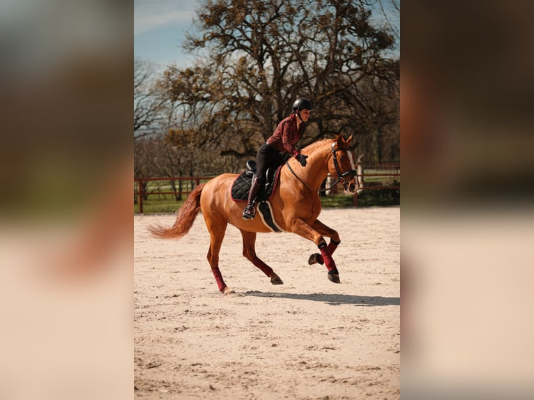 PRE Caballo castrado 10 años 176 cm Alazán-tostado in Grilly