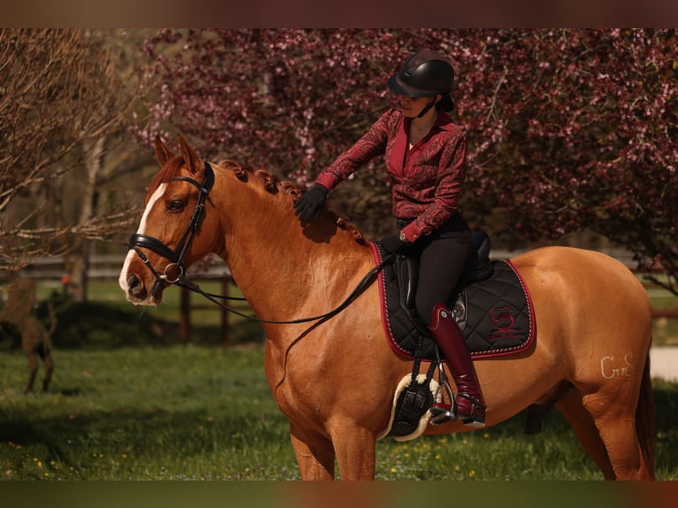 PRE Caballo castrado 10 años 176 cm Alazán-tostado in Grilly