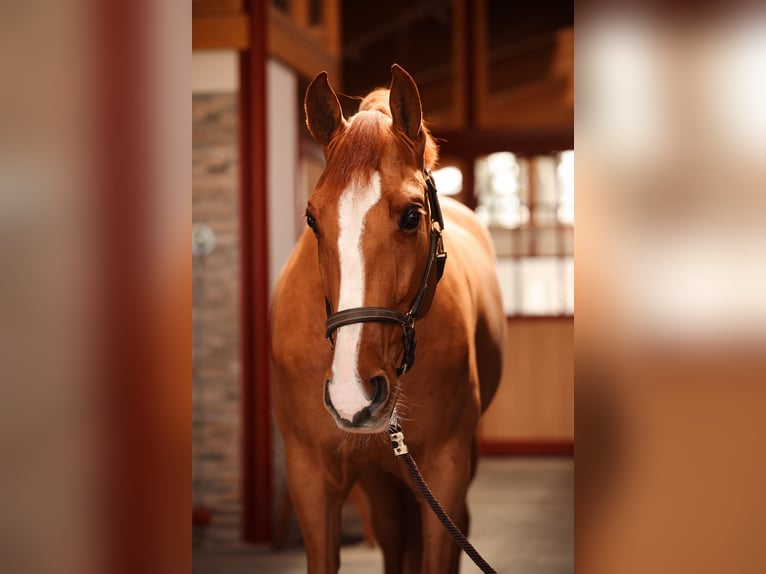 PRE Caballo castrado 10 años 176 cm Alazán-tostado in Grilly