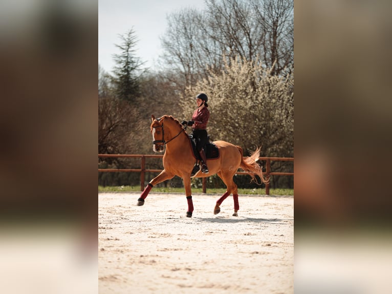 PRE Caballo castrado 10 años 176 cm Alazán-tostado in Grilly