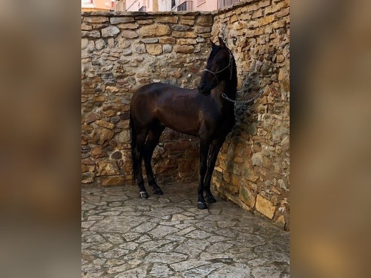 PRE Mestizo Caballo castrado 10 años Castaño oscuro in Segorbe