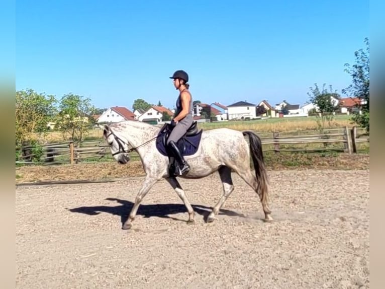 PRE Mestizo Caballo castrado 11 años 154 cm Tordo rodado in Karlshuld