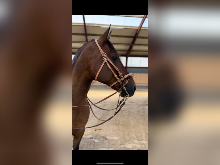 PRE Mestizo Caballo castrado 11 años 156 cm Castaño oscuro in Bosau