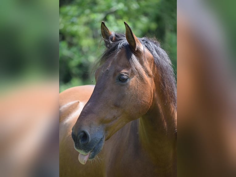 PRE Mestizo Caballo castrado 11 años 156 cm Castaño oscuro in Bosau