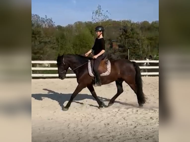 PRE Mestizo Caballo castrado 11 años 157 cm Negro in Hart bei Graz