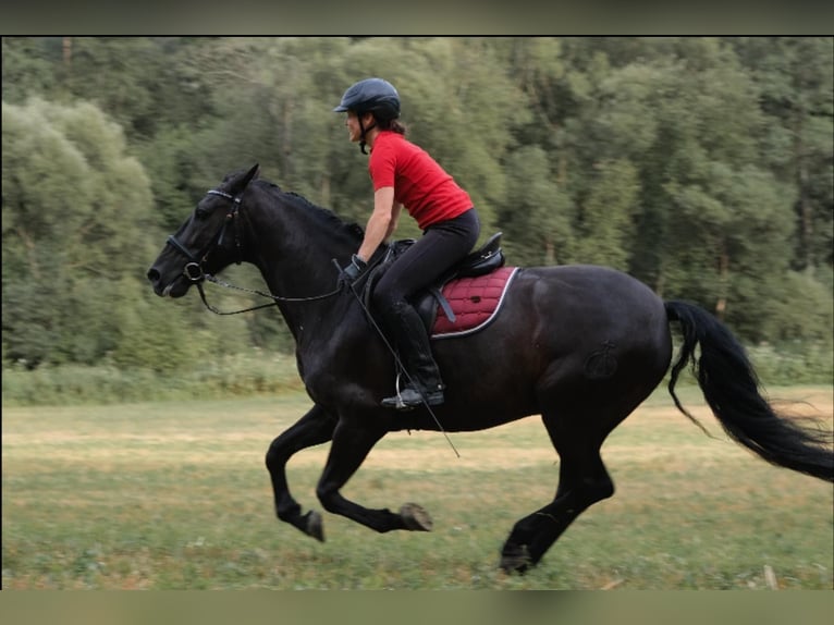 PRE Mestizo Caballo castrado 11 años 157 cm Negro in Hart bei Graz