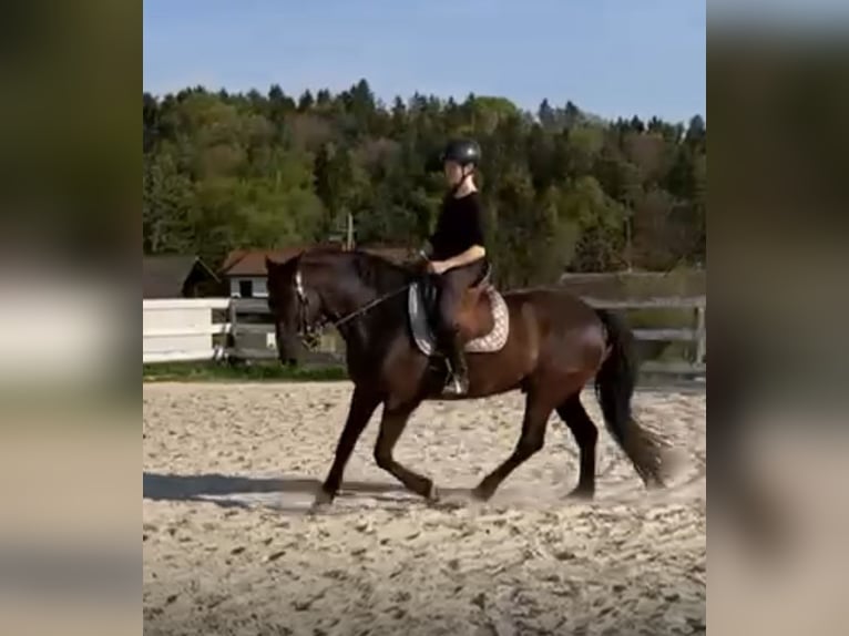 PRE Mestizo Caballo castrado 11 años 157 cm Negro in Hart bei Graz
